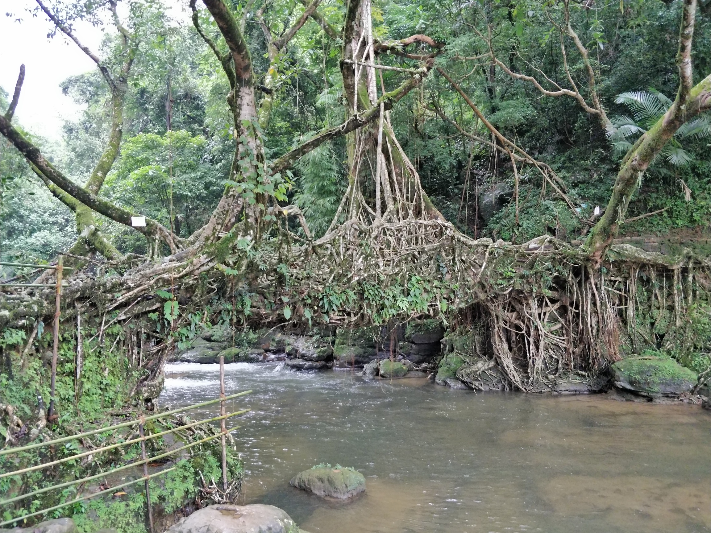 Root Bridge