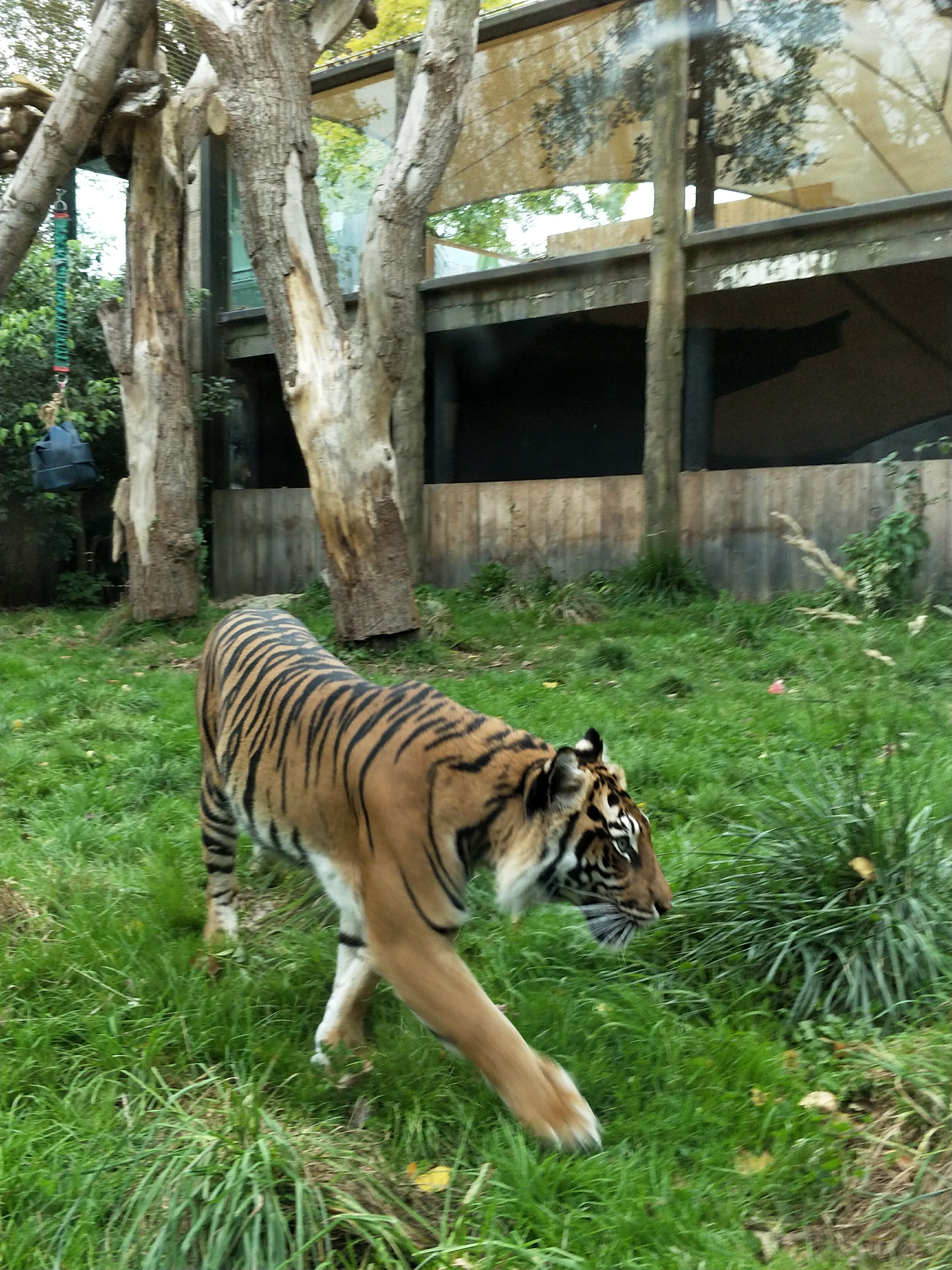 A Tiger at the Zoo